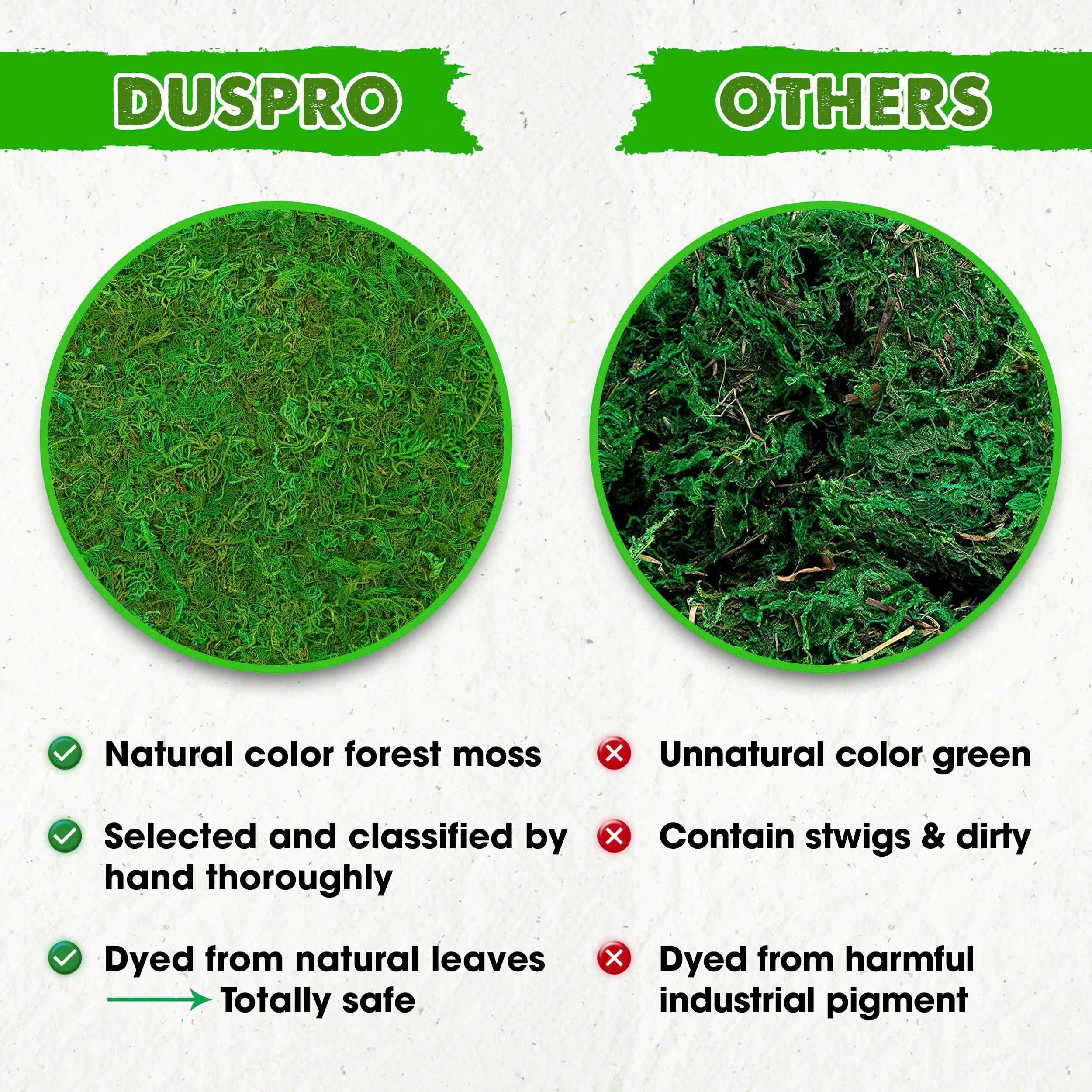 [Upgraded] DUSPRO Green Moss for Crafts, Forest Moss Potted Plants, Decorative Mosses for Table Centerpieces Wedding Christmas Fairy Party Decor, Indoor Planters, DIY Project (5 oz)