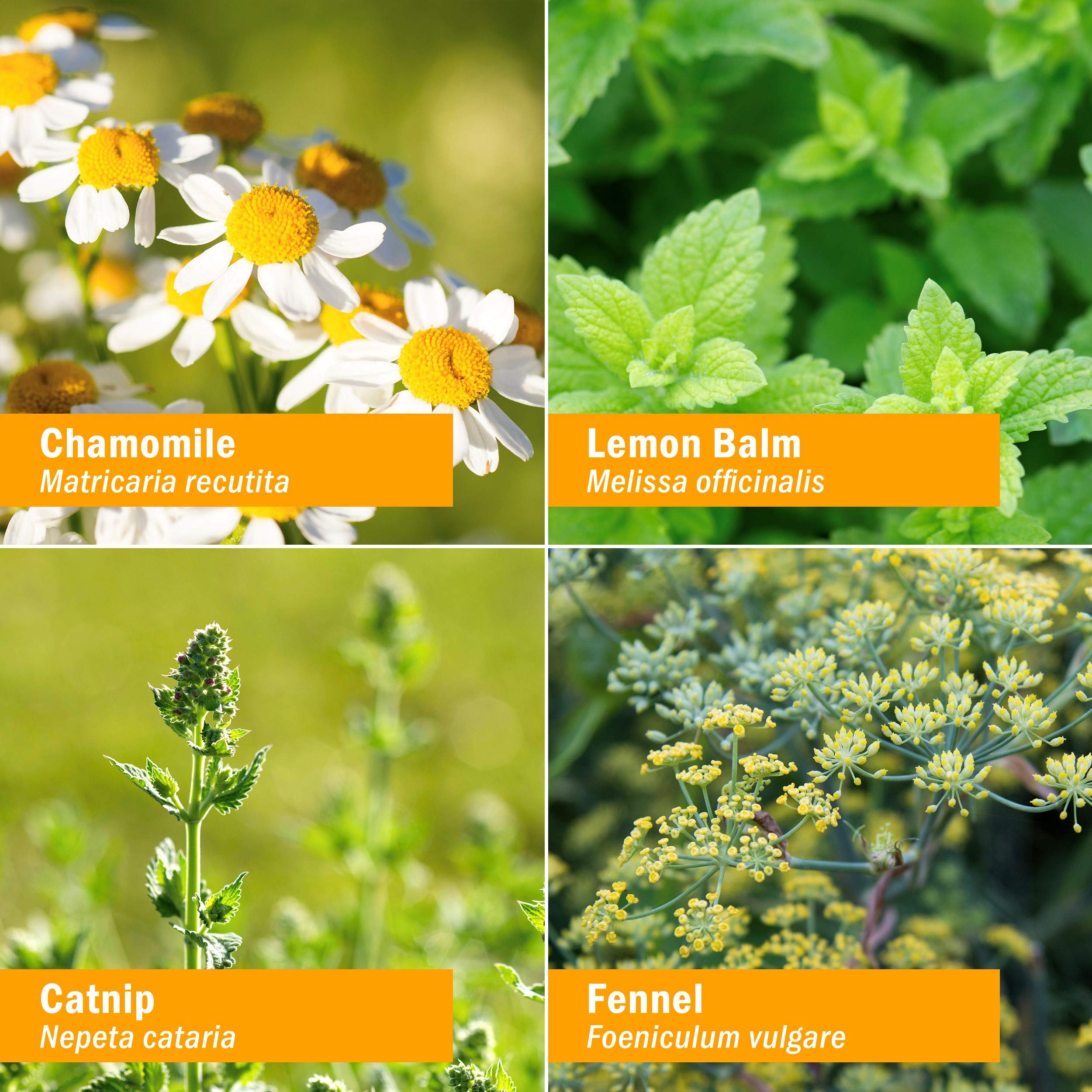 Herb Pharm Kids AlcoholFree Tummy TLC Liquid Herbal