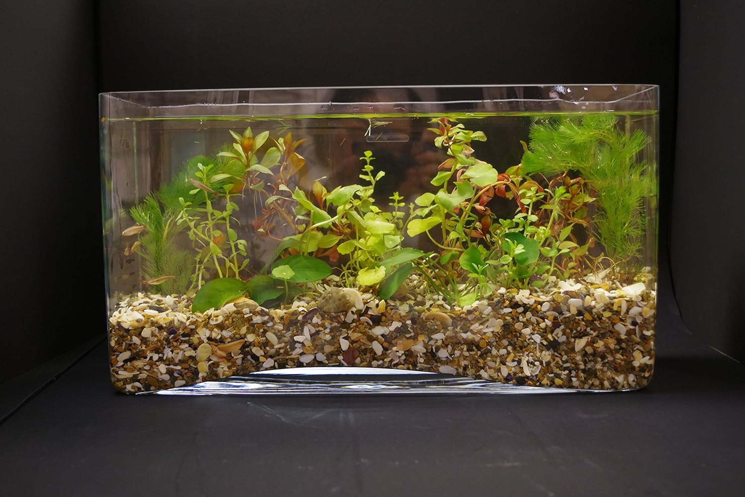 Amazon おしゃれな花器 花瓶に入った熱帯魚 ろ過器 エアポンプの無い水のインテリア水槽 音も臭いもないアクアリウム 新エーゲの風 インテリア オンライン通販