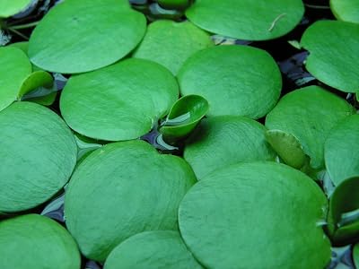 Dennerle Amazon Frogbit Limnobium laevigatum Live Floating Plant