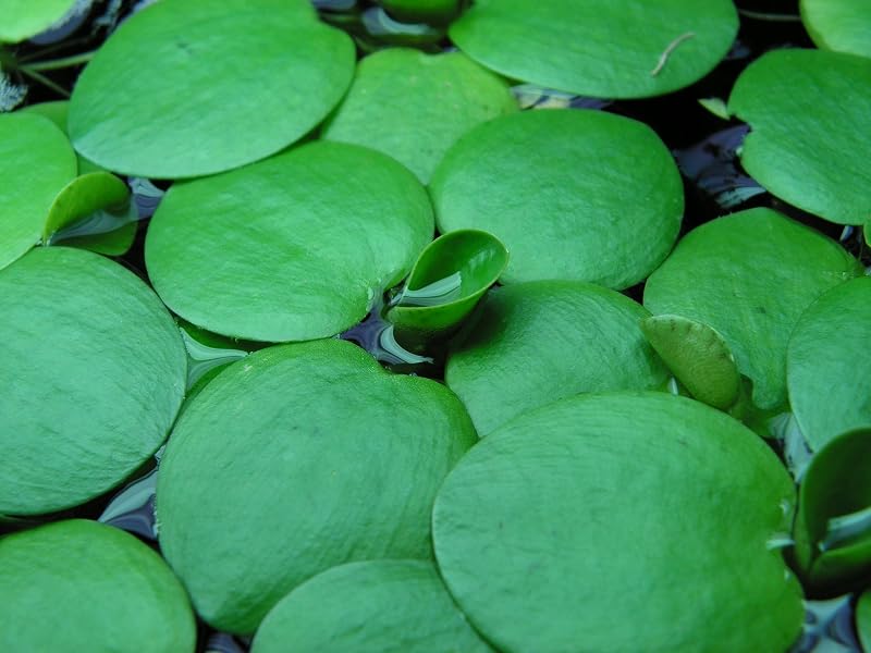 Dennerle Amazon Frogbit Limnobium laevigatum Live Floating Plant