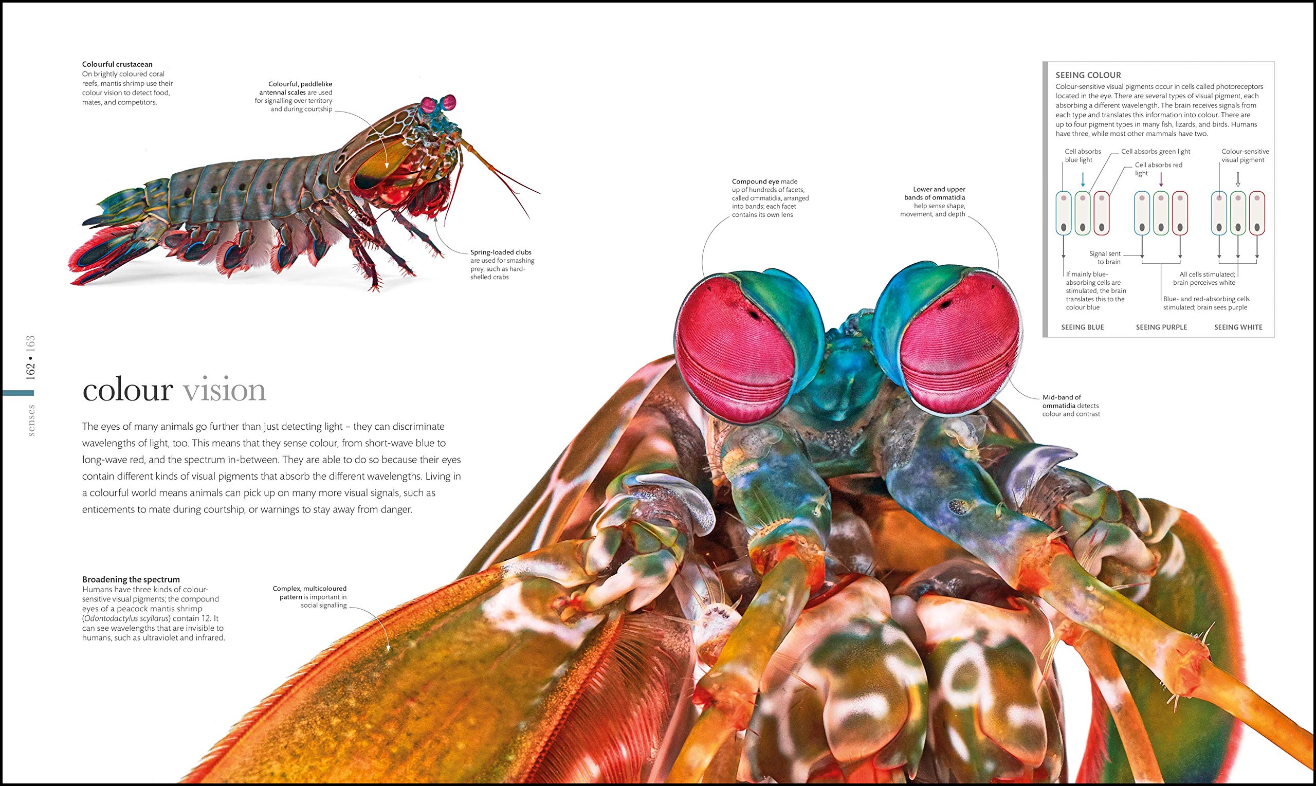 The Science of Animals: From molluscs to mammals