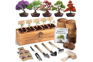 DIY Bonsai Tree Kit for Beginners – 5X Unique Japanese Bonzai Trees | Complete Indoor Bonsai Starter Kit for Growing Bonsai P