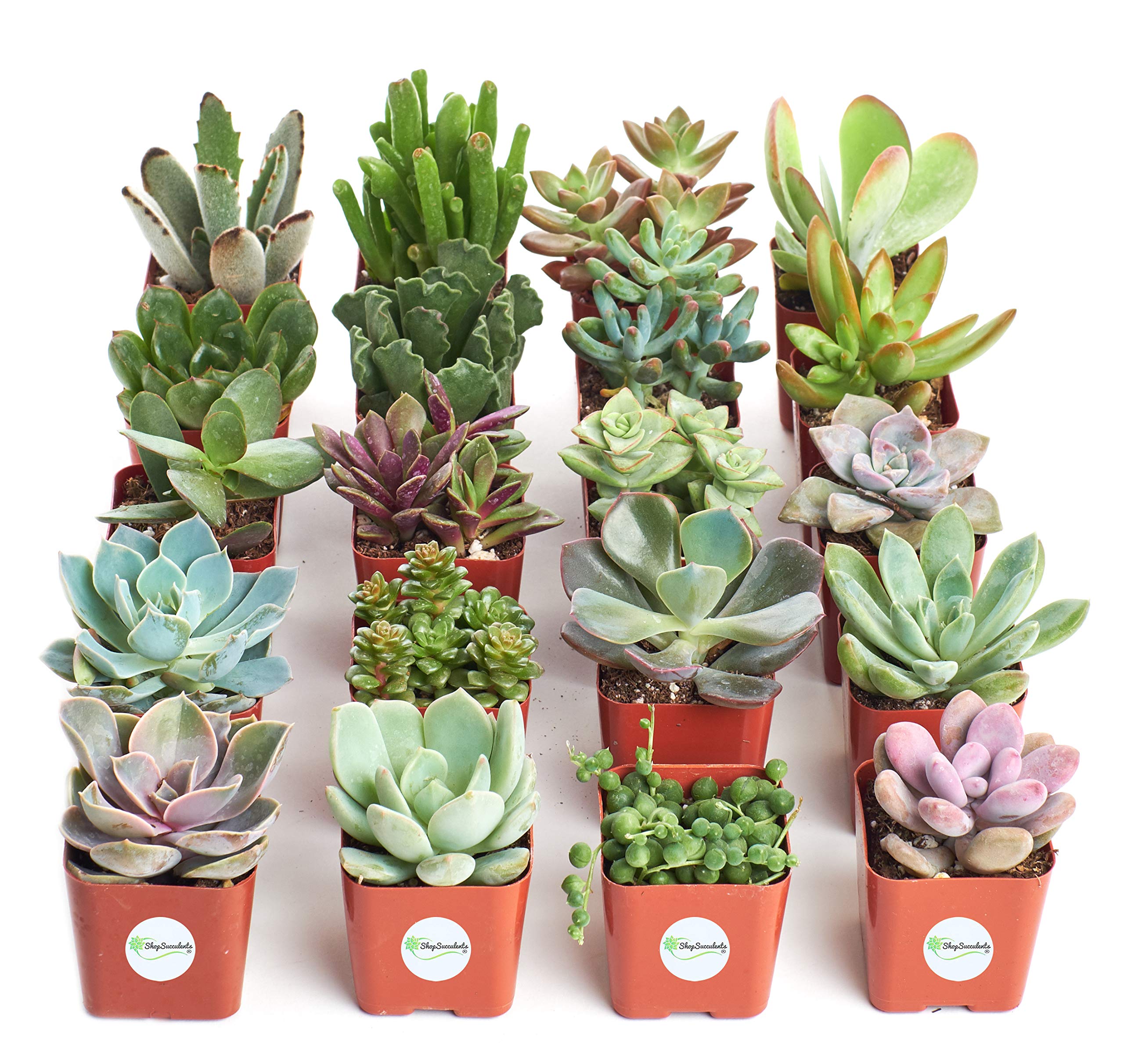 Shop Succulents Unique Collection of Live Plants, Hand Selected