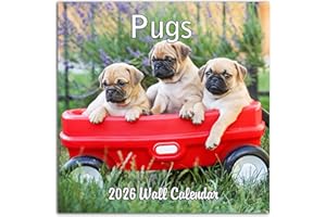 BLUE WOLF CALENDAR COMPANY 2026 Pugs Monthly Wall Calendar | Cute Dogs Calendar September 2025 - December 2026