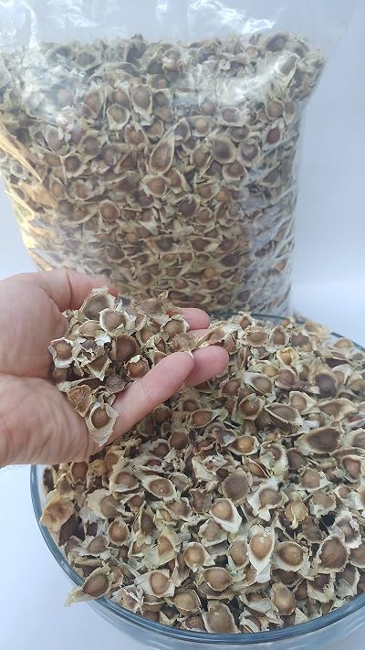 Raw Seeds Moringa Oleifera Seeds Pure Organic Non GMO 510 x