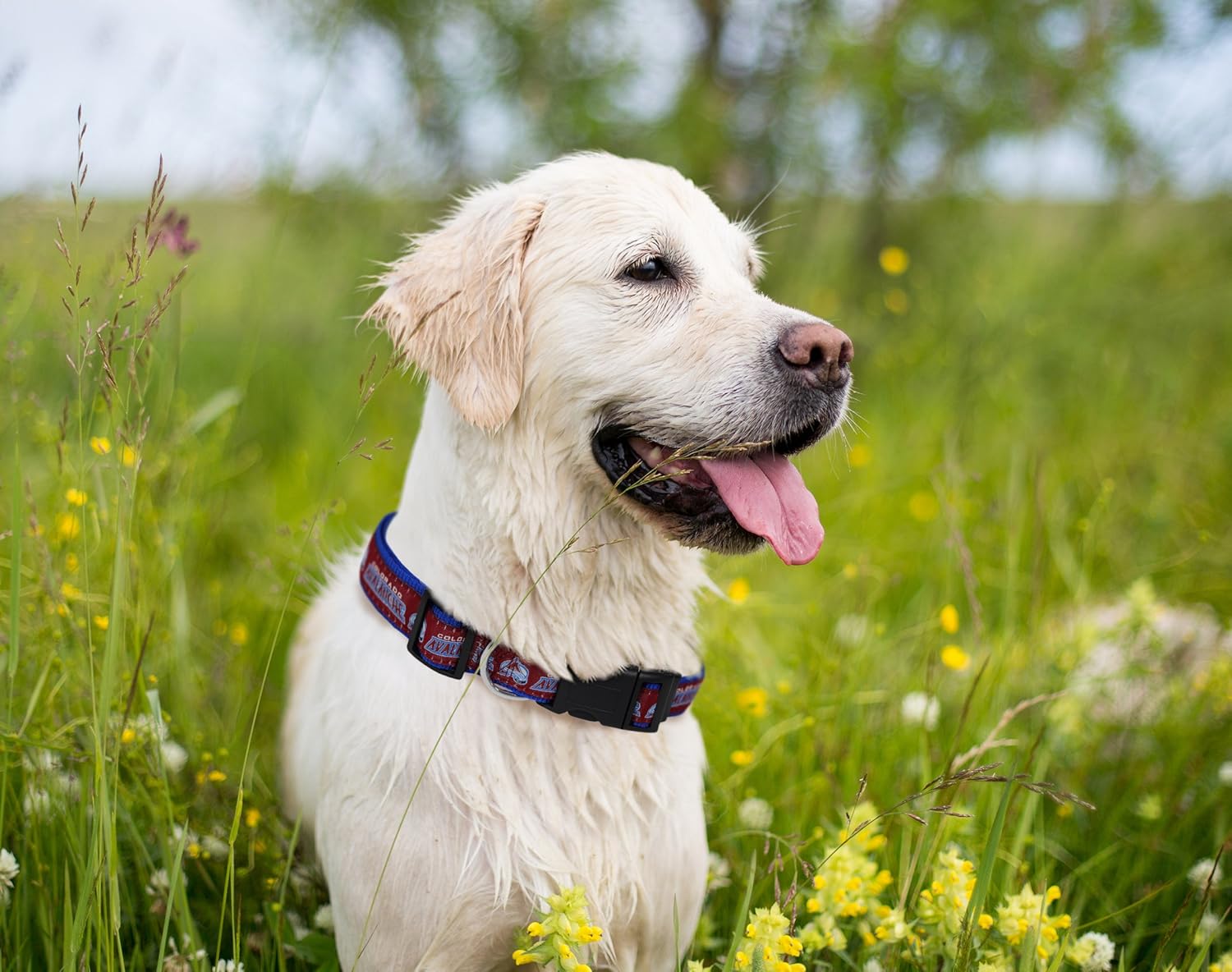 avalanche dog jersey