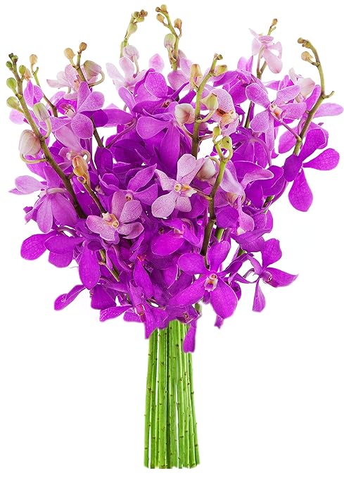 KaBloom Exotic Purple Orchids: 10 Fresh Purple Mokara Orchids from Thailand without Vase