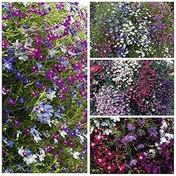 Seed Needs, Cascade Mixture Lobelia Seeds - 5,000