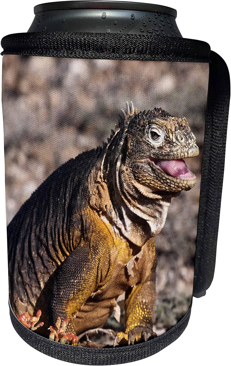 3dRose Danita Delimont - Galapagos Islands - Ecuador, Galapagos Islands, Land Iguana - SA07 MDE0229 - Michael DeFreitas - Can Cooler Bottle Wrap (cc_86262_1)