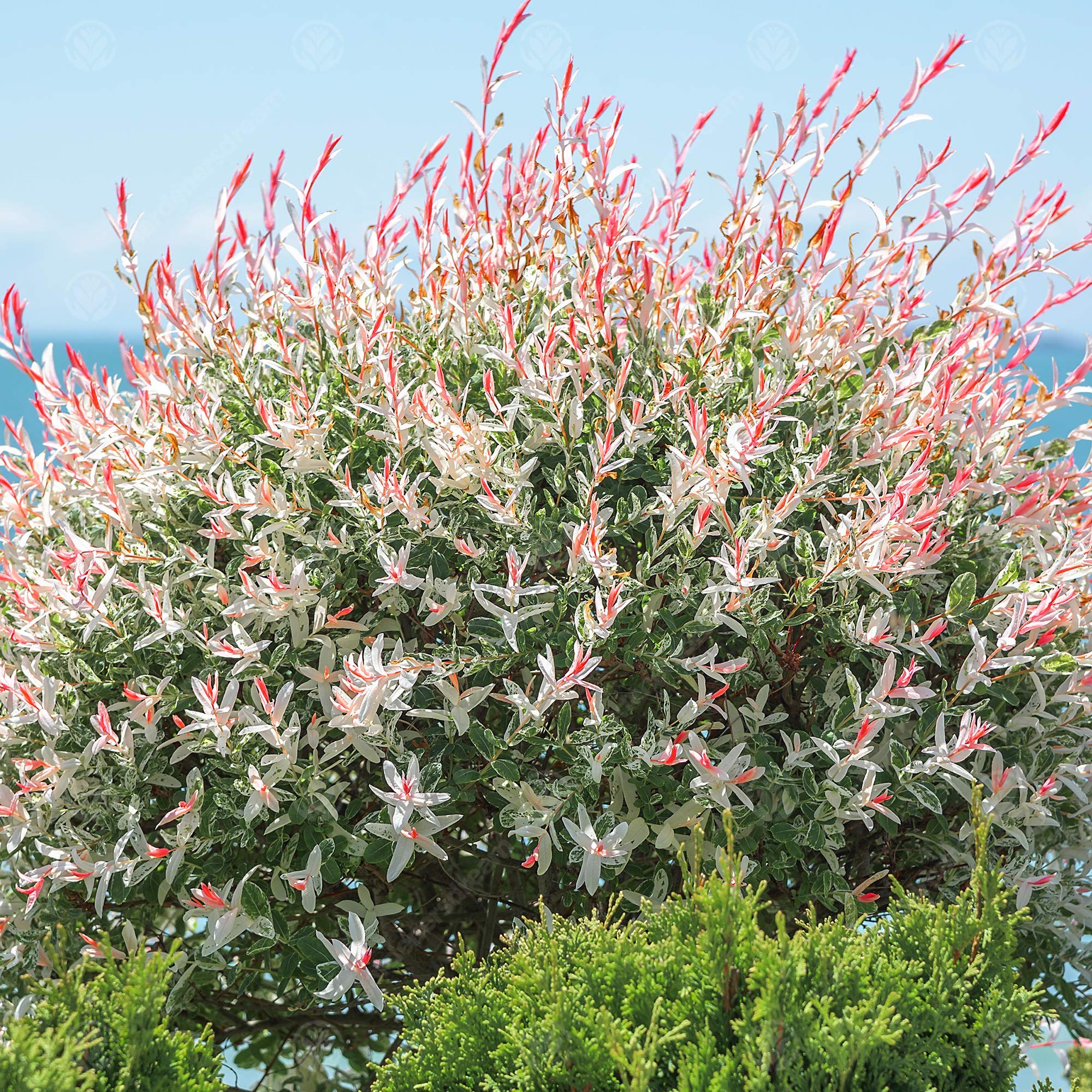 Salix Integra Hakuro Nishiki Flamingo Dwarf Willow Garden Tree 5 6ft Buy Online In Papua New Guinea At Desertcart 90103905