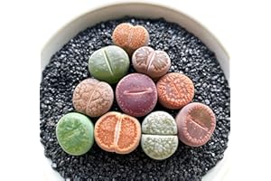 GENERIC Lithops Large Random Mix Rare Live Succulent Plants, 10 Pcs Succulent Live Plant, Bare Root Without Pot & Soil, Indoor Office Desk Decoration, Friend Plant Lovers Gifts