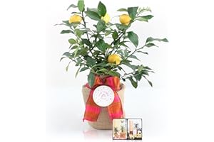 Happy Birthday Meyer Lemon Gift Tree by The Magnolia Company - Get Fruit, Dwarf Fruit Tree with Juicy Sweet Lemons, NO Ship to TX, LA, AZ and CA