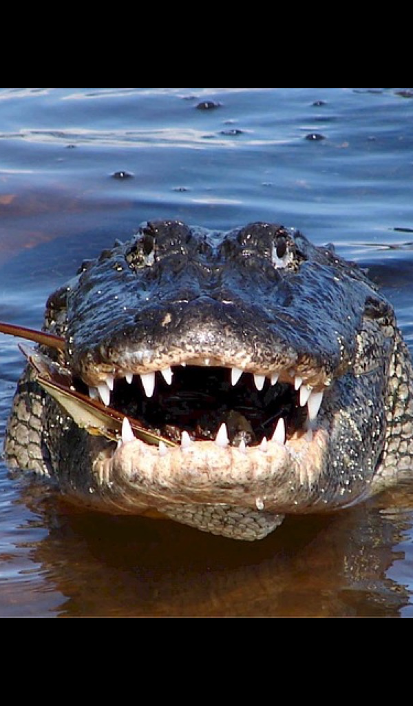 Amazon.com: Alligator Wallpaper -- HD Wallpapers of Alligators