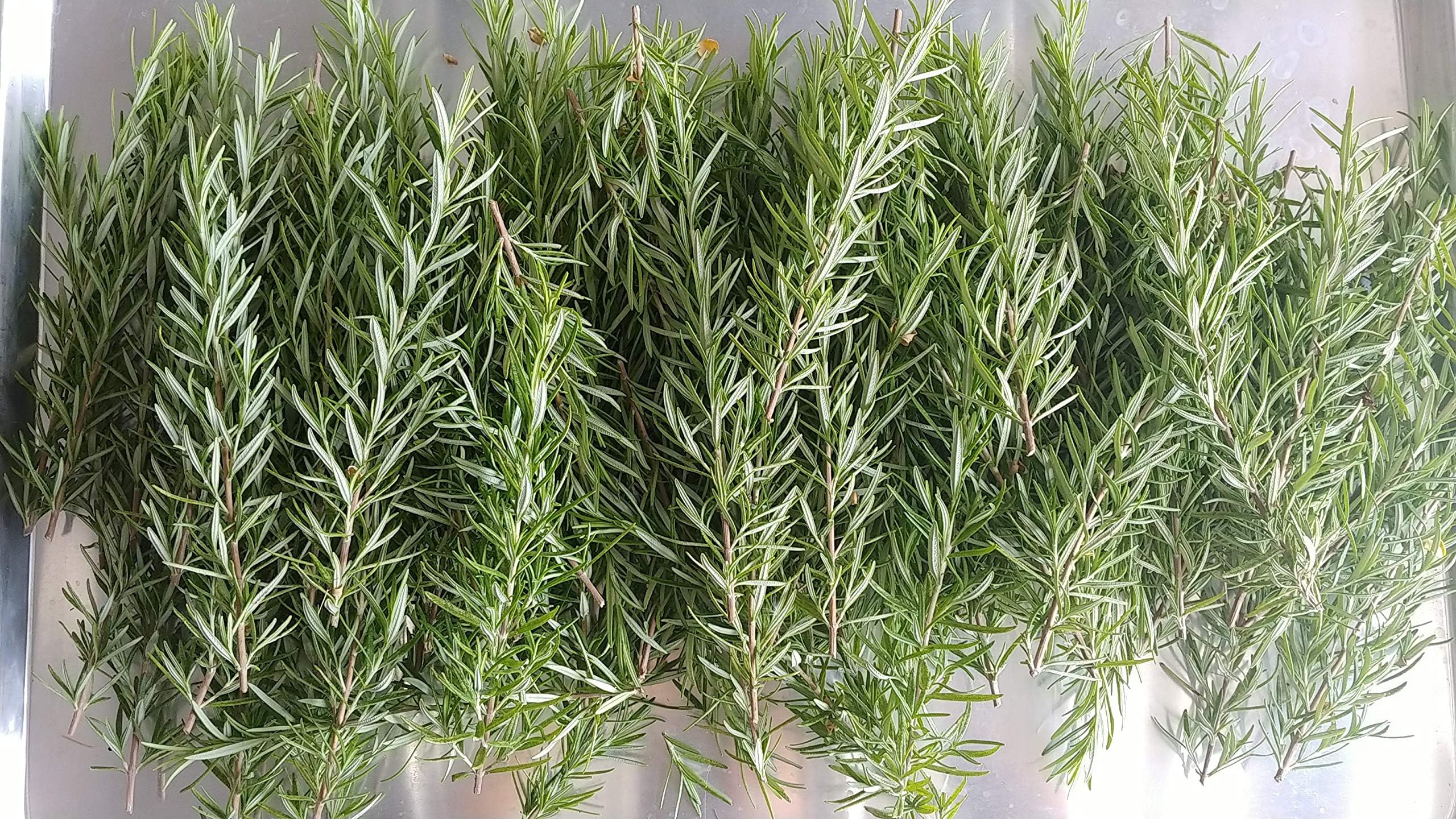 20 Fresh Rosemary Sprigs for Wedding, Herbs, Ceremony, Events, Party