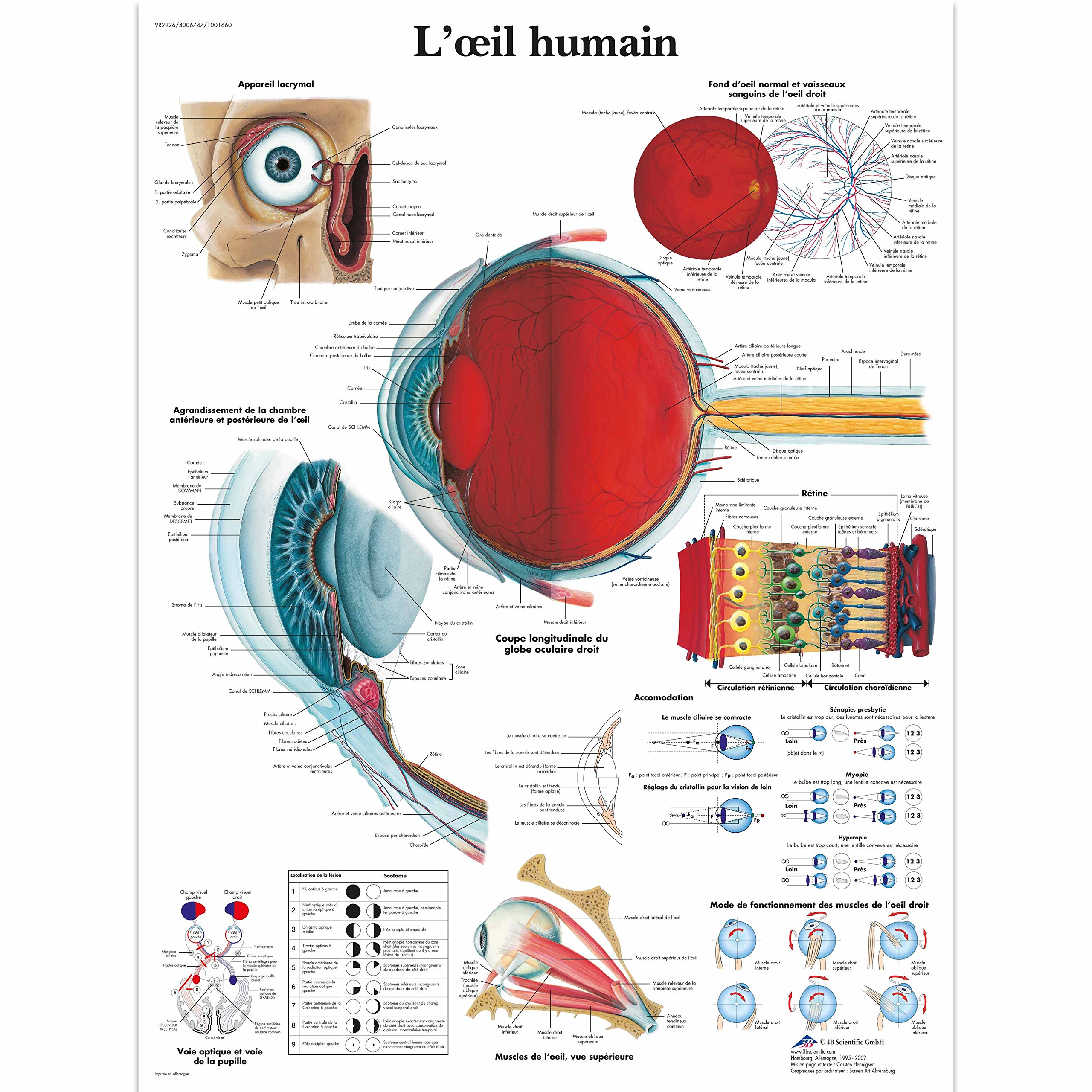 3B Scientific - anatomical board
