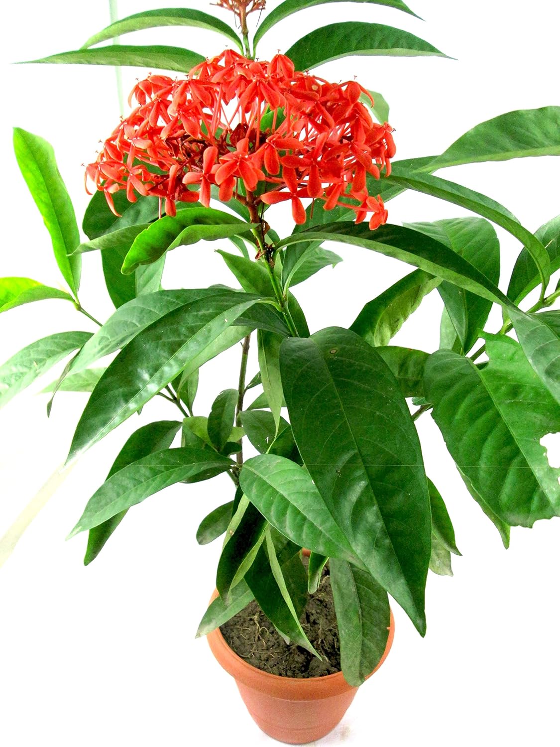 PURE BENGAL Rangon Flower (Live Plant) With Free Pot (2-3 Feet): Amazon.in: Garden & Outdoors