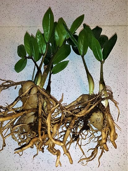 Amazon Com Emeritus Gardens Bare Rooted Zz Plants With Two Panterra Pots And Emeritus Plant Food Garden Outdoor