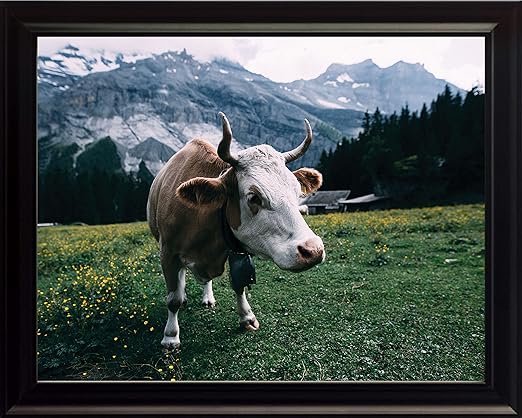 Amazon Com Wesellphotos Guernsey Cattle Pasture Farm Bull Cow