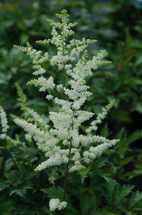 Amazon Com Astilbe Arendsii Bridal Veil False Spirea Perennial White Flowers 2 Size Container Garden Outdoor