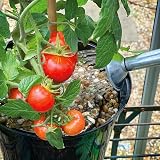 Levington Tomorite Concentrated Tomato Food 2.5 Litre view 4