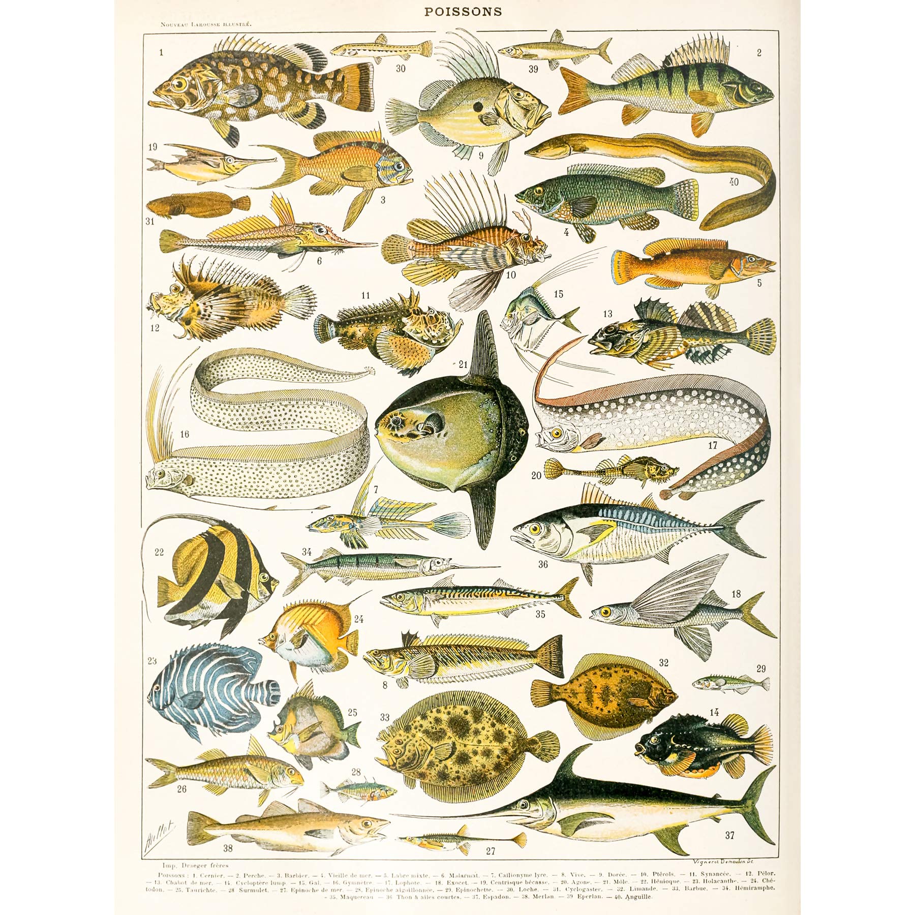 Artery8 Millot Encyclopedia Page Variety Sea Fish Large Wall Art Poster Print Thick Paper 18X24 Inch