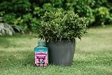 Westland Ericaceous High Performance Liquid Plant Food 1 Litre Green view 3