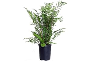 GREEN PROMISE FARMS Athyrium filix femina 'Lady in Red' (Lady in Red Lady Fern) Fern, red stems, #1 - Size Container