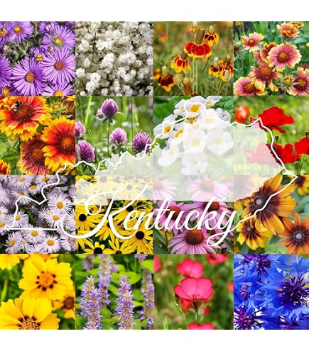 grass seed lowes Low Maintenance Grass Seed — Rohrer Seeds main image 0