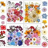 Dried Flowers, Resiners 100Pcs Pressed Flowers for