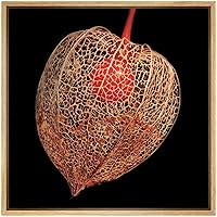 SIGNWIN Framed Canvas Wall Art Closeup of Chinese Lantern Flower with Red Seed Pod Botanical Plants Photography Realism Modern XRay Dramatic for Living Room, Bedroom, Office - 16
