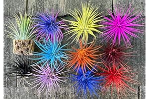 Live Extra Large Tillandsia Ionantha Guatemala Colorful Air Plant 3+ inch Enhanced Color Easy Care Indoor Outdoor Home Decor Gift Airplant by Awesome Industries (Black XL)