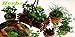 Herbs