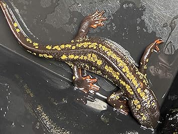 Amazon 沖縄シリケンイモリ 強金箔 ランダム メス1匹 ノーブランド品 爬虫類 両生類 通販