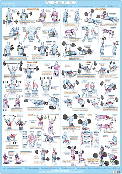 Tableau D Exercices De Musculation Tous Les Groupes Musculaires A2 Laminated Amazon Fr Fournitures De Bureau