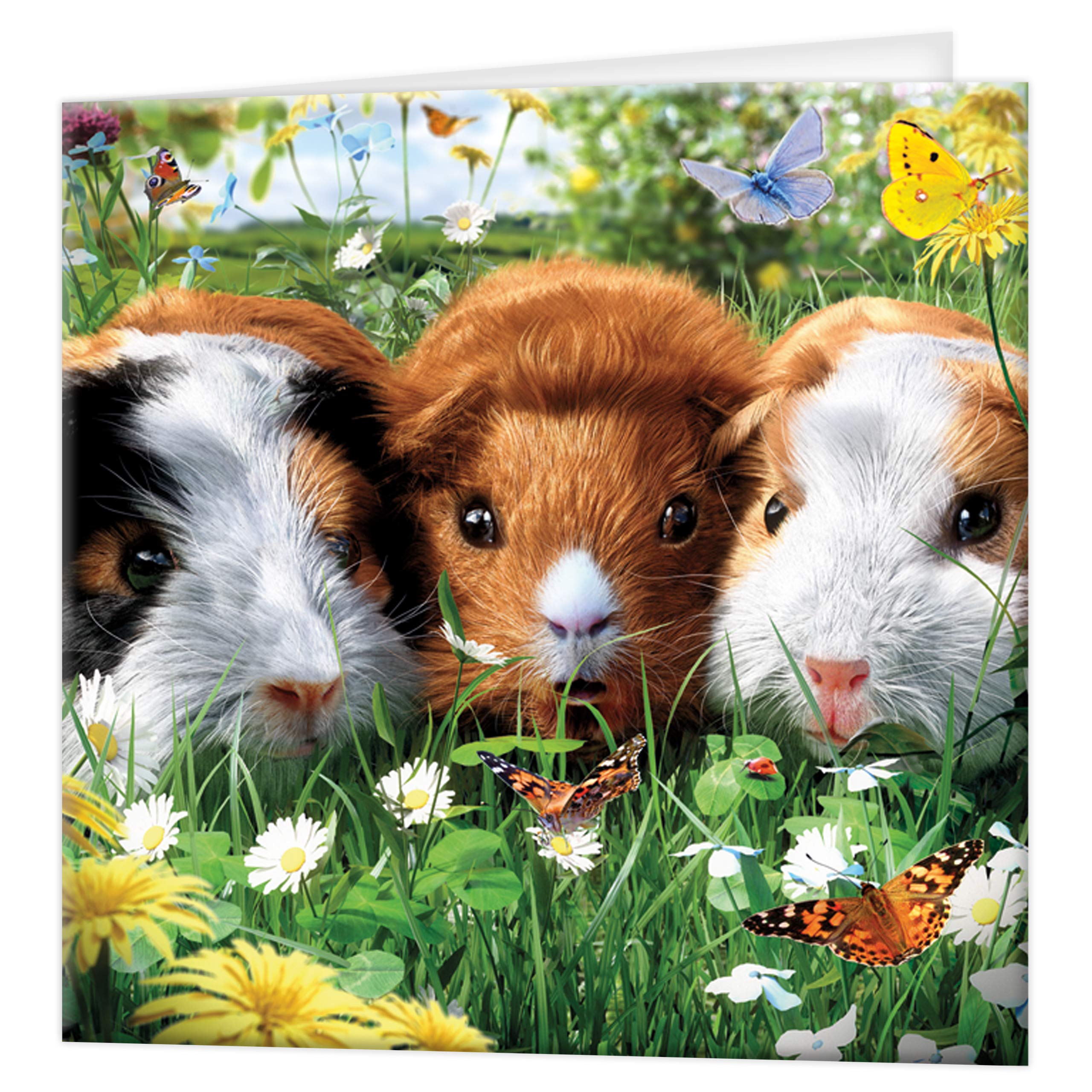 3D LiveLife Greeting Card - Harp Seals from Deluxebase. Lenticular 3D Blank Greeting Cards with Envelopes. Seal All Occasion Greeting Cards featuring Original Artwork by David Penfound.