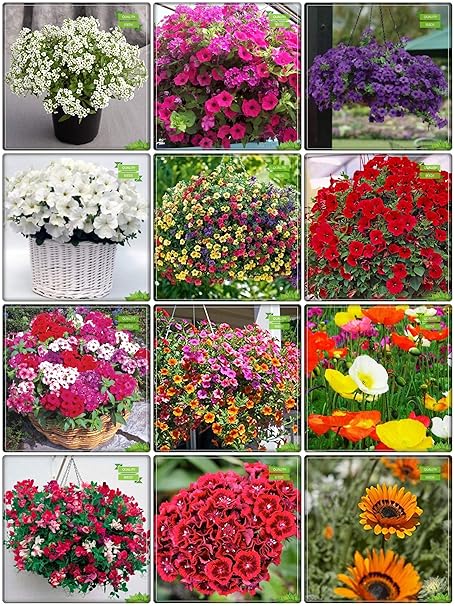 Creative Farmer Pack Seeds Combo Flower Seeds : Petunia-Rose, Petunia-Royal, Petunia- White, Petunia-Star, Petunia- Red, Phlox Beauty Mix, Phlox Twinkle Mix, Iceland Poppy and Others -4 Packs