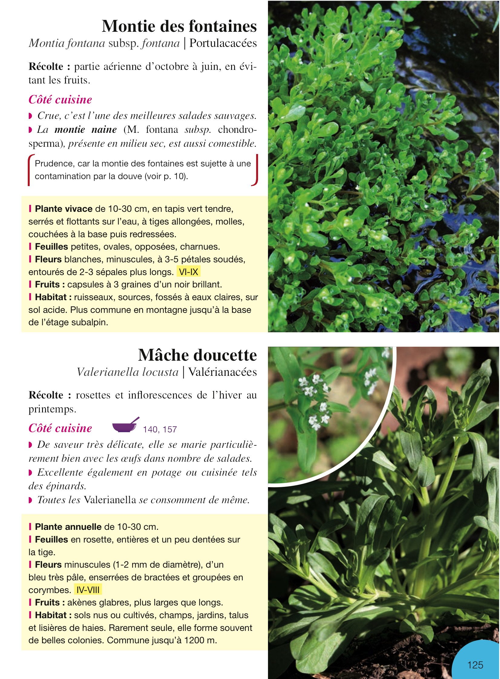Plantes Comestibles Cueillette Recettes Des 4 Saisons