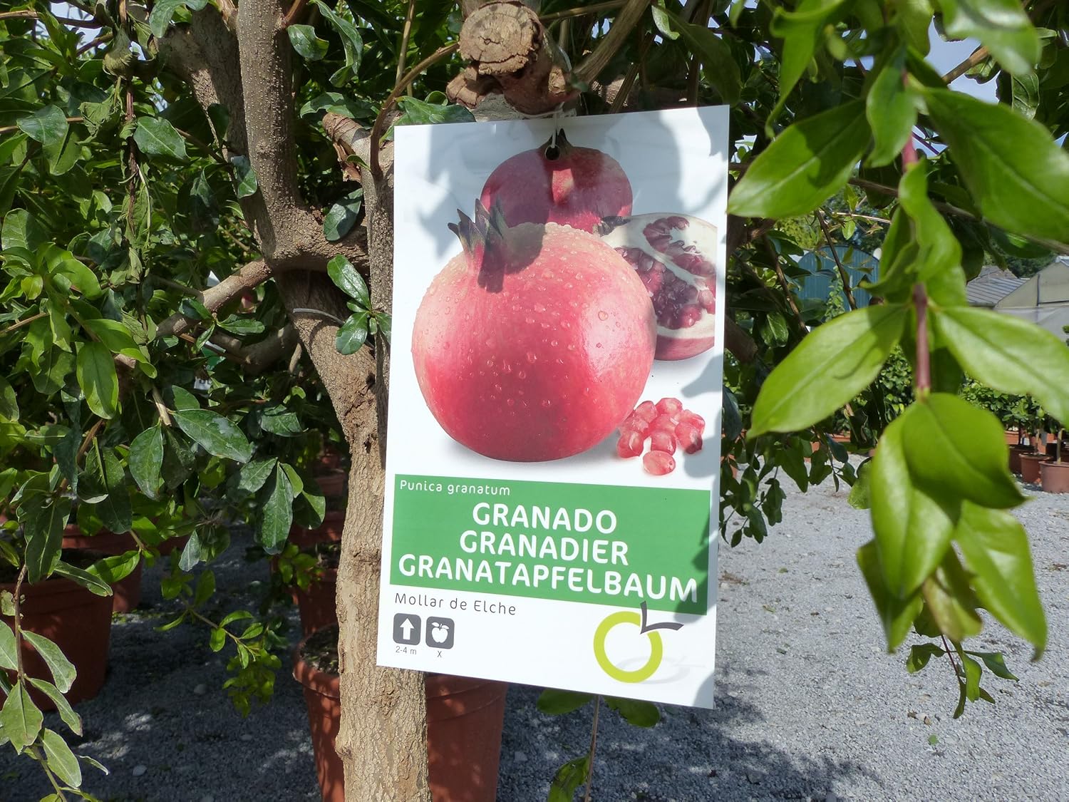 Xxl Punica Pomegranate Tree 180 Cm Fruit Apple Tree Amazon De Garten