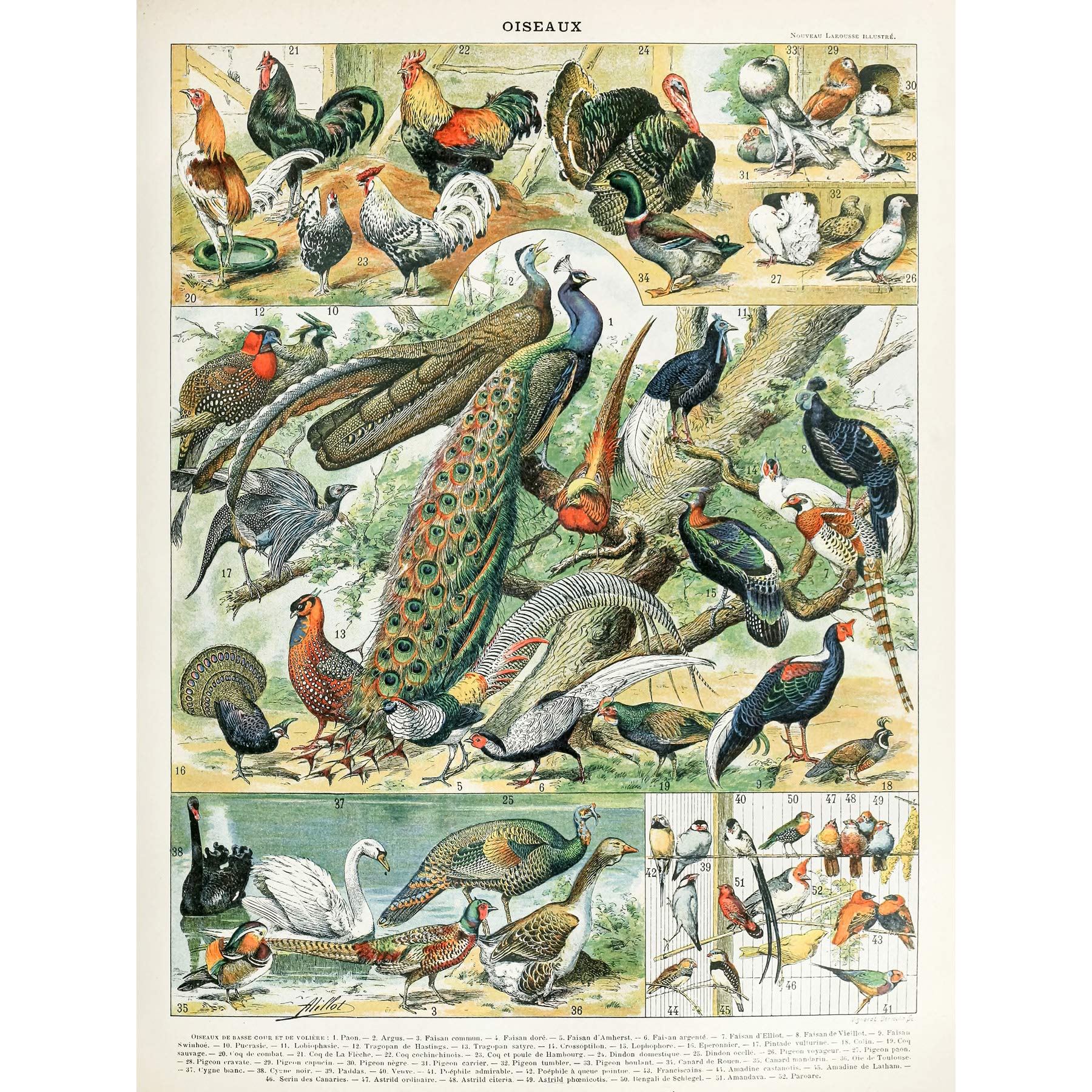 Artery8 Millot Encyclopedia Page Birds Peacock Chicken Large Wall Art Poster Print Thick Paper 18X24 Inch