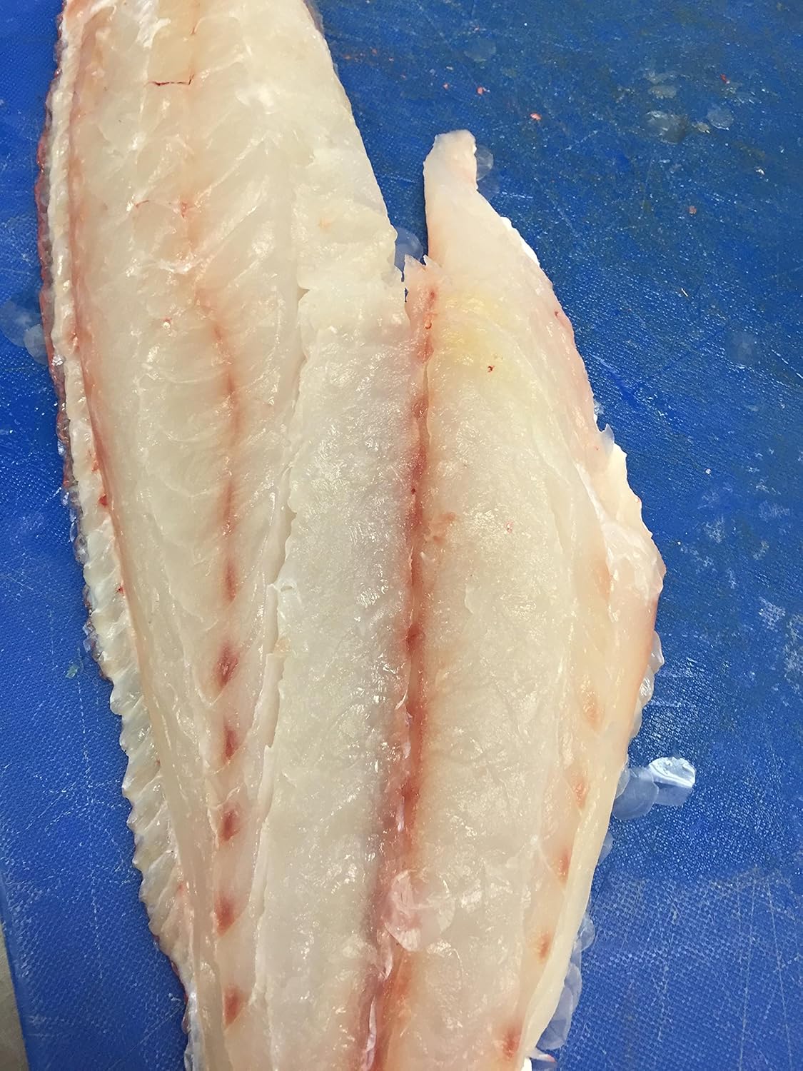 Gag grouper price per pound Clearance