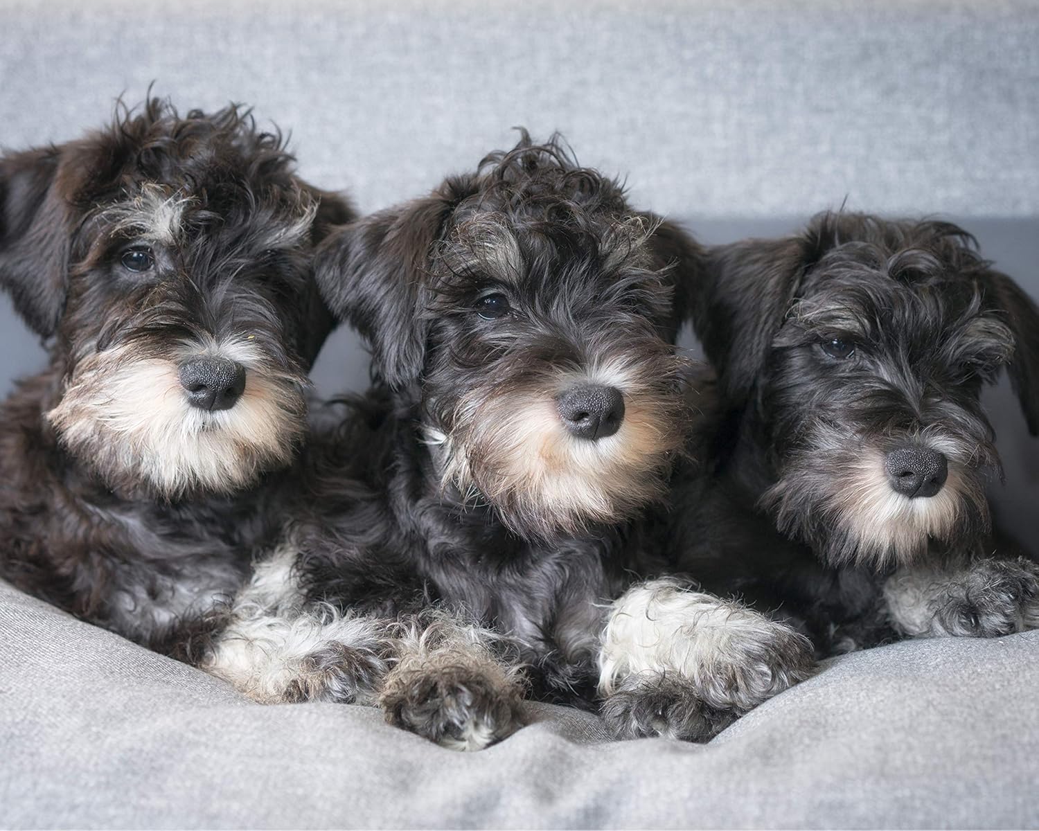 Amazon Com Cvpuzzles Miniature Schnauzer Puppies 504 Piece Jigsaw Puzzle 16 X 20 Toys Games