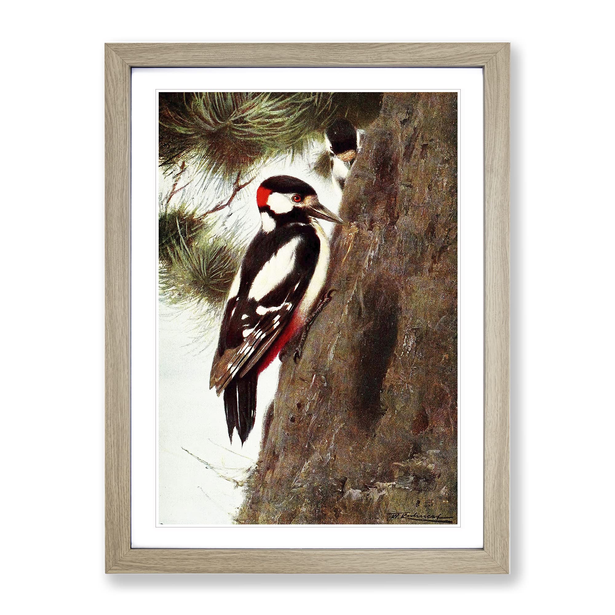 Vintage W Kuhnert Spotted Woodpecker Vintage Framed Wall Art Print, Ready to Hang Picture for Living Room Bedroom Home Office Décor, Oak A3 (34 x 46 cm)