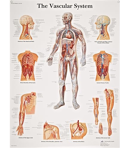 Anatomical Charts And Posters - Anatomy Charts - Skin Paper Chart