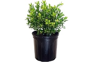 GREEN PROMISE FARMS Ilex glabra 'Densa' (Inkberry Holly) Evergreen, #2 - Size Container