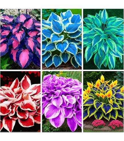 Purple Heart-shaped Leaves Shade Garden Perennial Purple Hosta