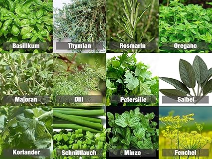 Mischung/Mix'Kräutergarten' 12 x Samen der beliebtesten Kräuter aus Portugal / 100% Natur (Keine Chemie/künstliche Wachstums-