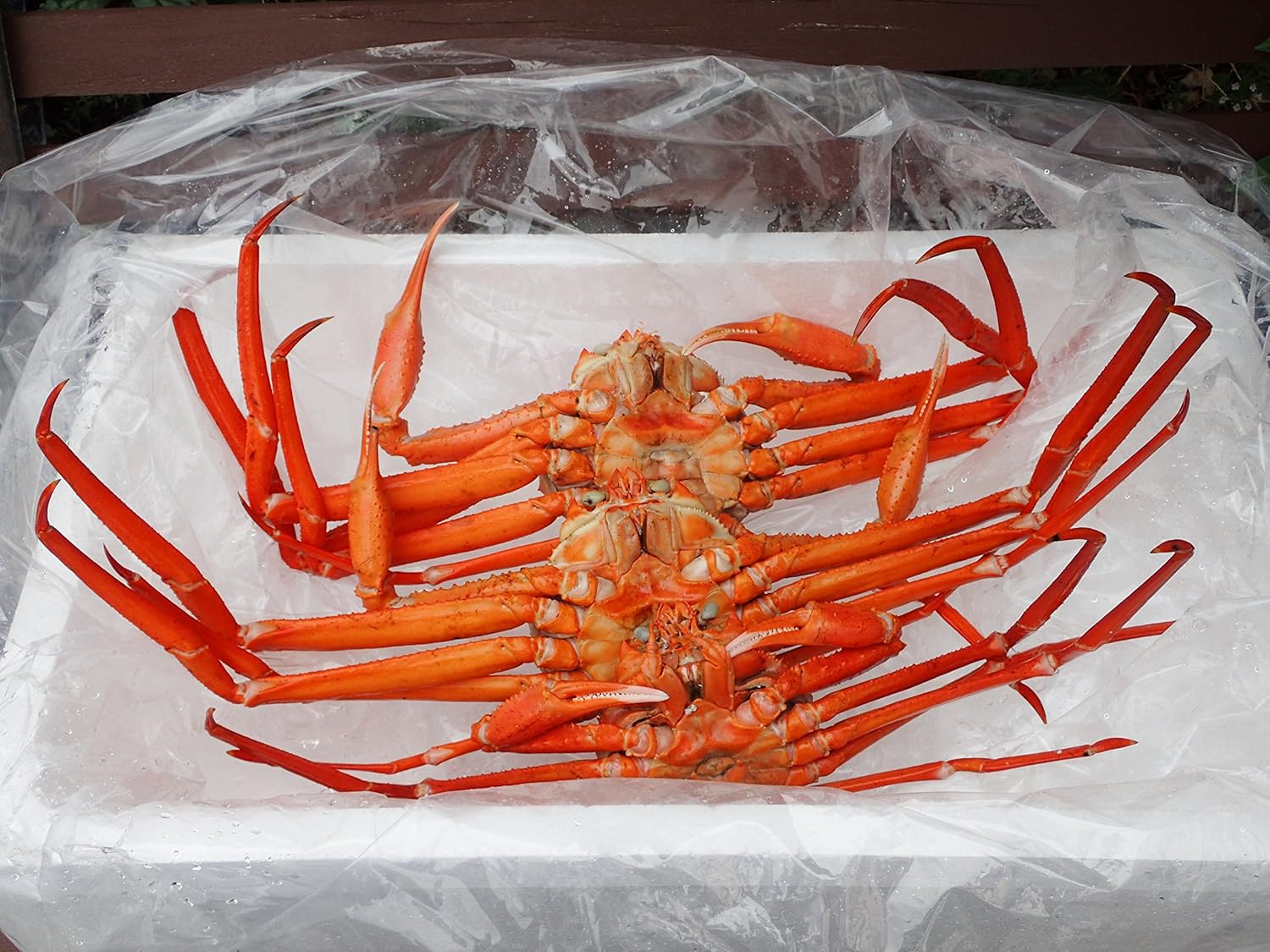 Amazon 鳥取 境港 紅ズワイガニ 大 700 900g5杯 浜茹で直送 そのままで 鍋で 焼いて サラダで 宇和海の幸問屋 宇和海の幸問屋 カニ 通販