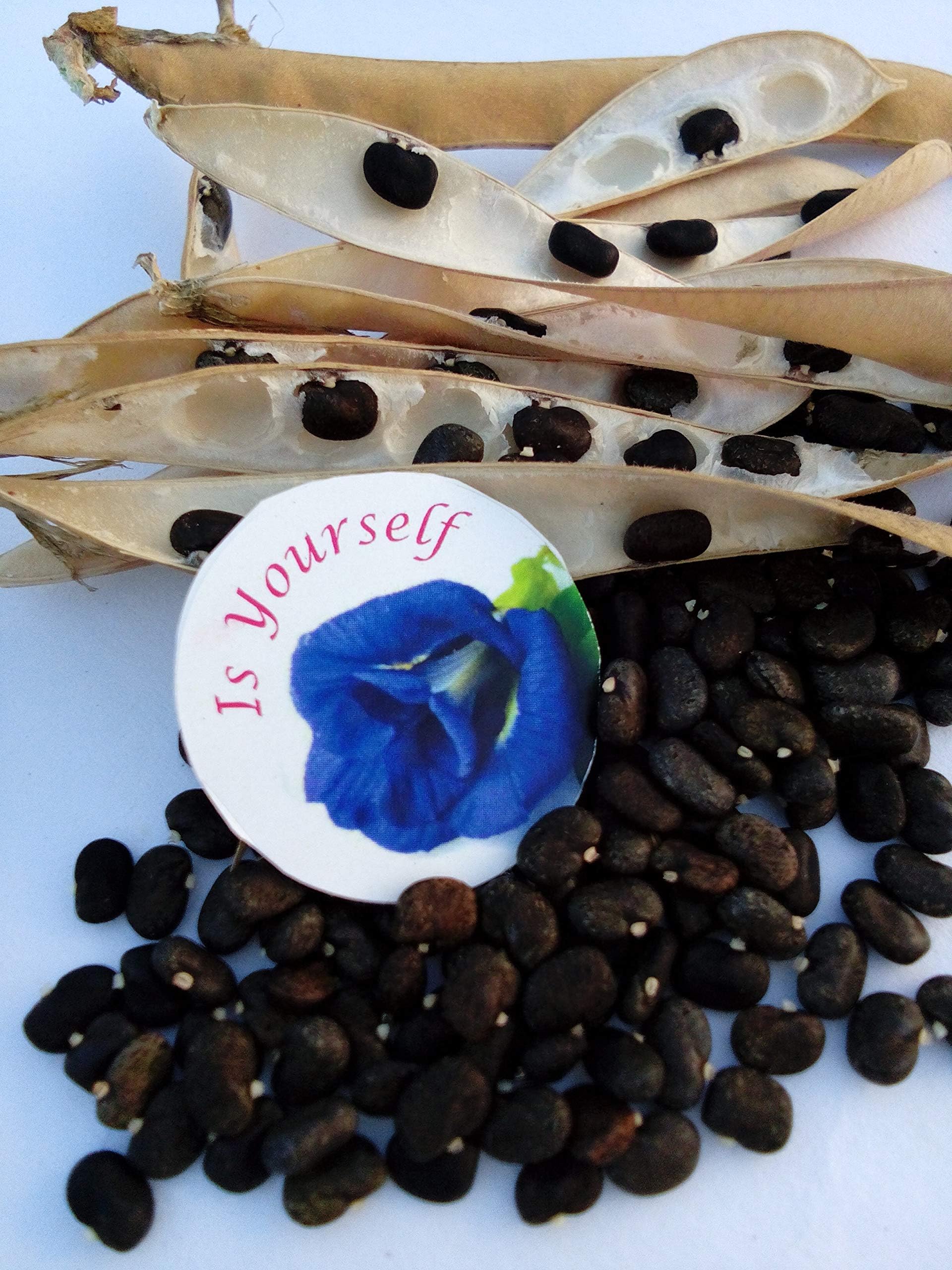 Blue Pea Flower Butterfly Pea Flower 15 Seeds