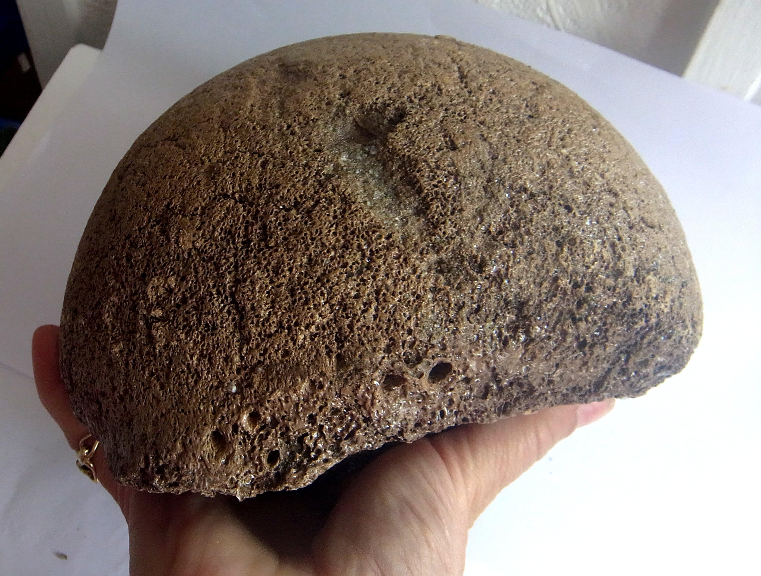WOOLLY MAMMOTH LARGE FEMUR JOINT FOSSIL BONE 300mm North Sea Ice Age 2.3Kg st9